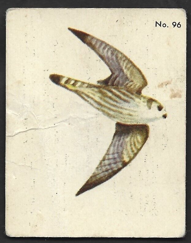 1952 PIGEON HAWK Card PARKHURST Gum V339-2 Audubon BIRDS Canadian #96 Falcon