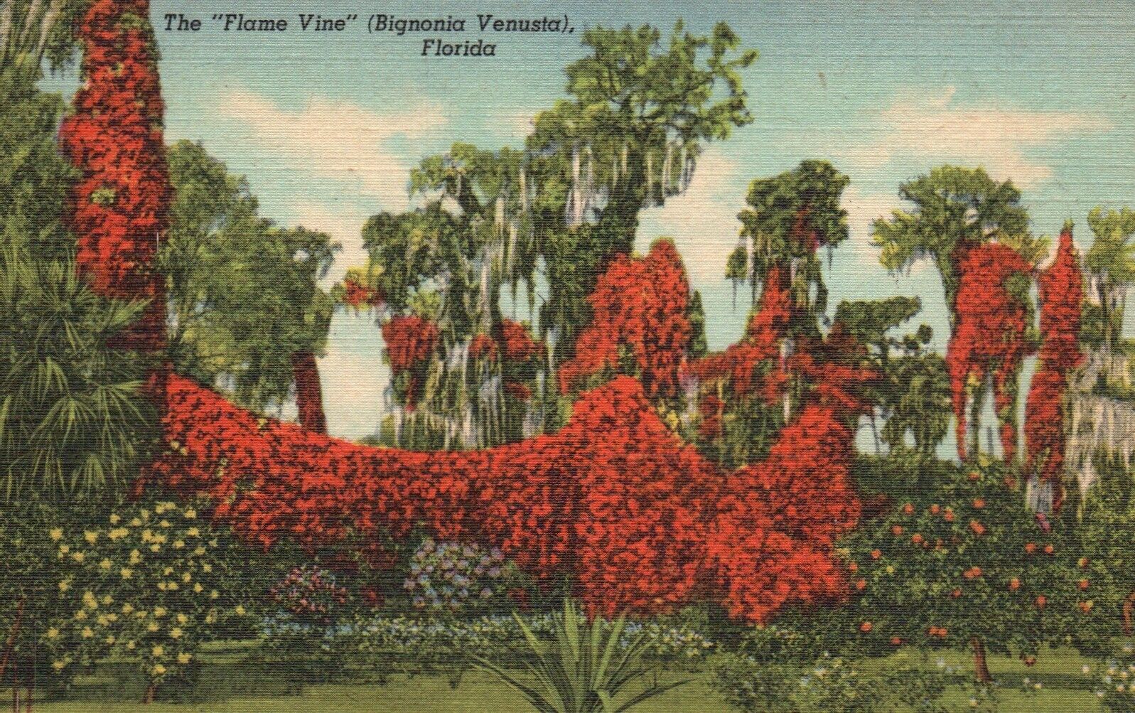 Postcard FL Florida \