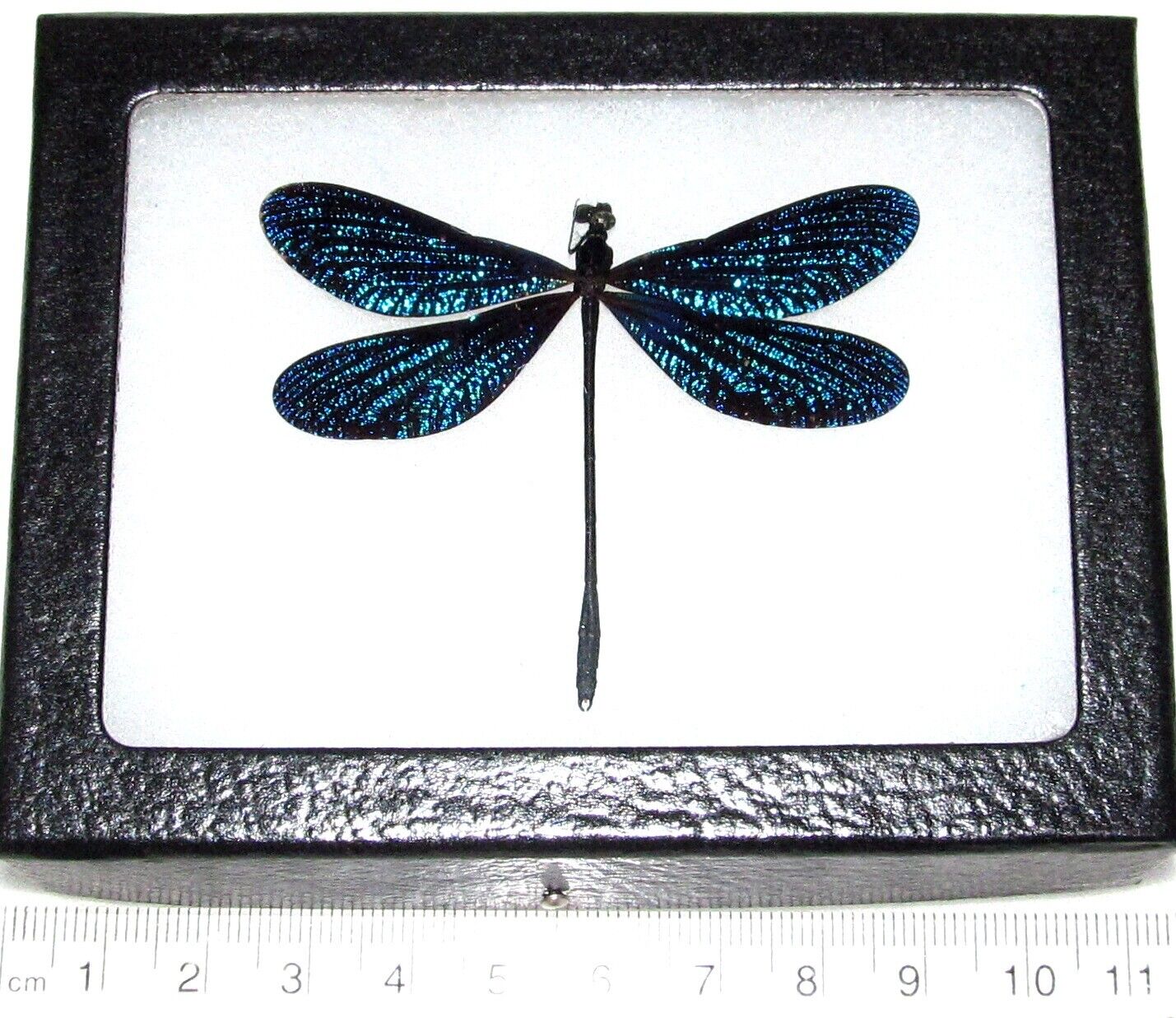 Vestalis melania blue dragonfly damselfly Philippines framed
