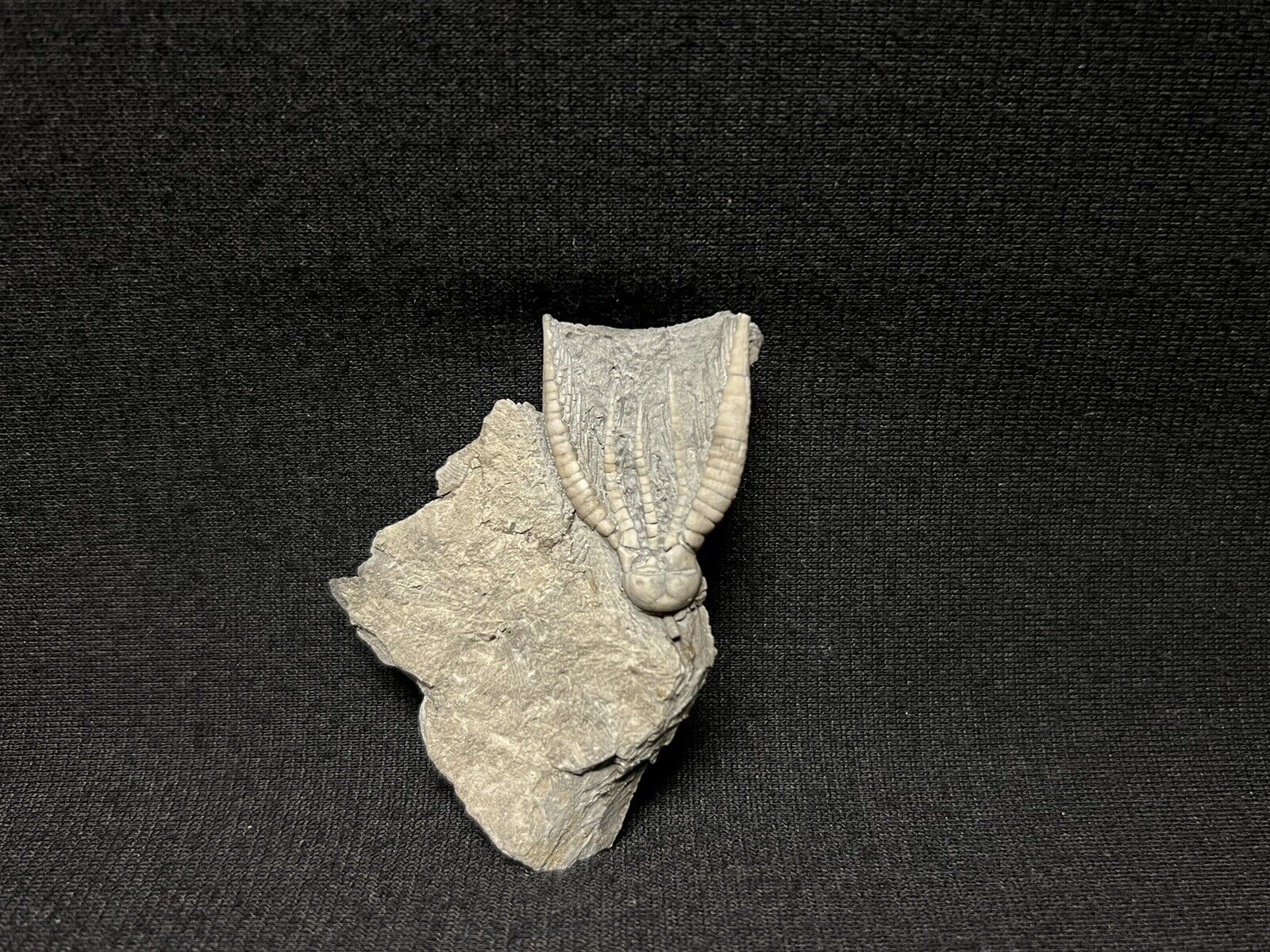 Extremely Rare Pentaramicrinus crinoid from Indiana. Fossil Trilobite Blastoid