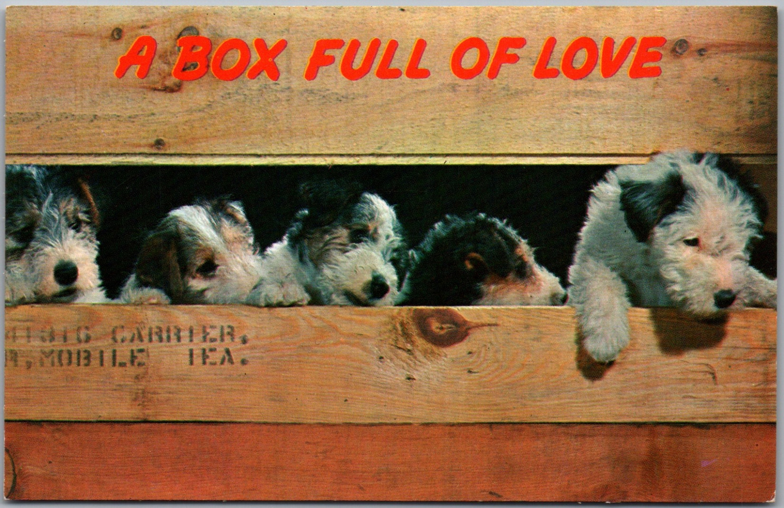 Vintage Postcard A Box Full Of Love Puppies Dogs In Wooden Crate Box Cute Animal