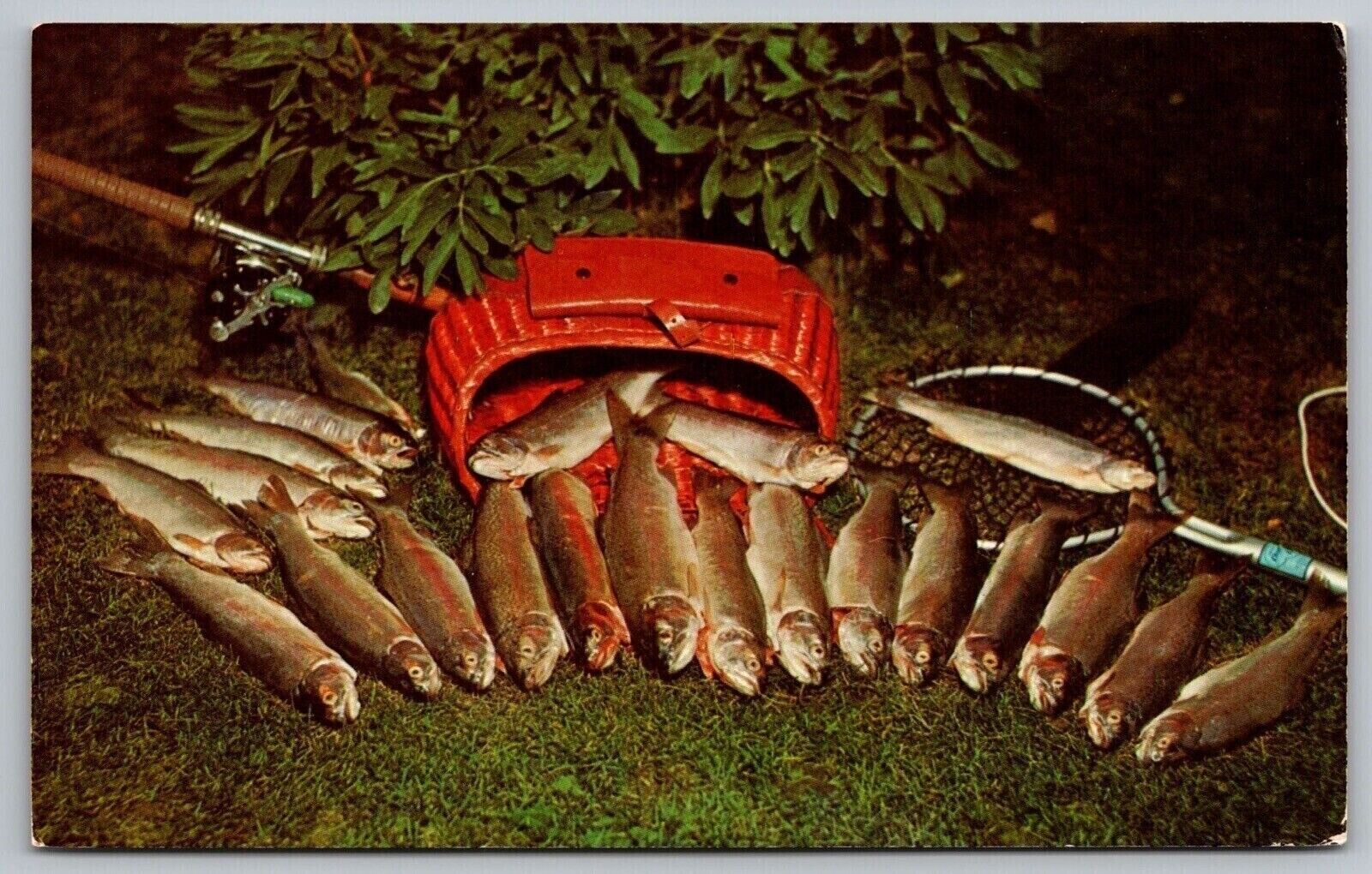 Fishermans Dream Fish Postcard UNP VTG Dexter Unused Vintage Chrome