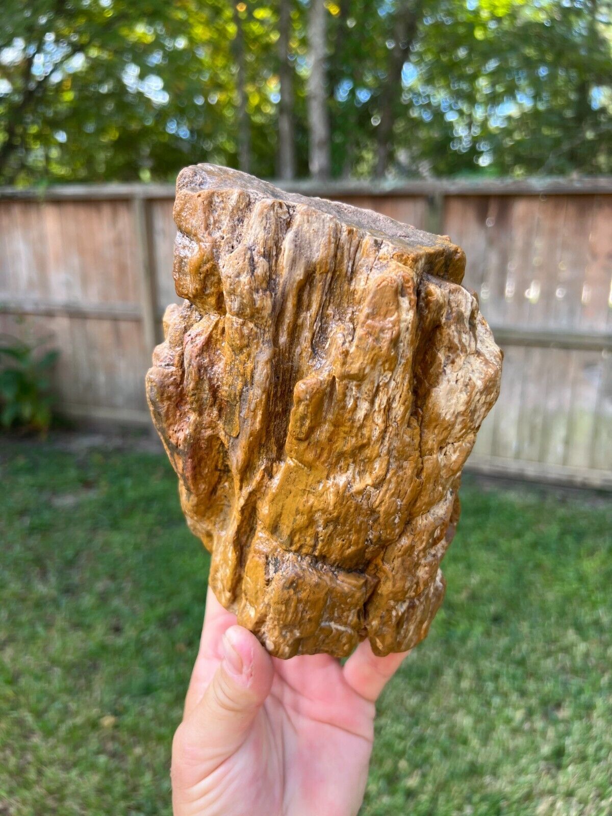Texas Petrified Wood Fossil Natural Rotted Agatized Branch Ideal Aquarium Piece