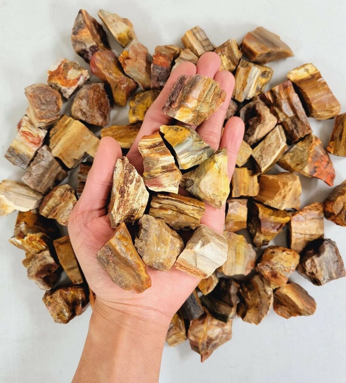 Rough Petrified Wood Crystals, Bulk Healing Gems & Fossil Stones for Tumbling