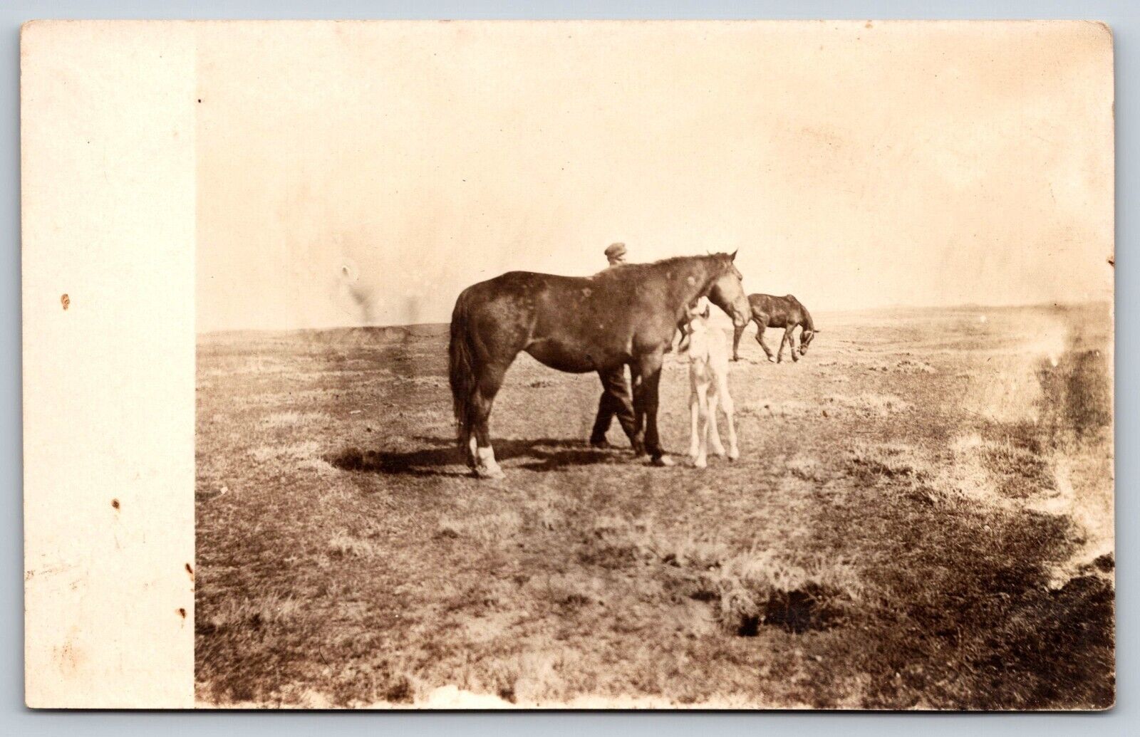 Postcard RPPC Man With Horses With Foal c1904-1920s