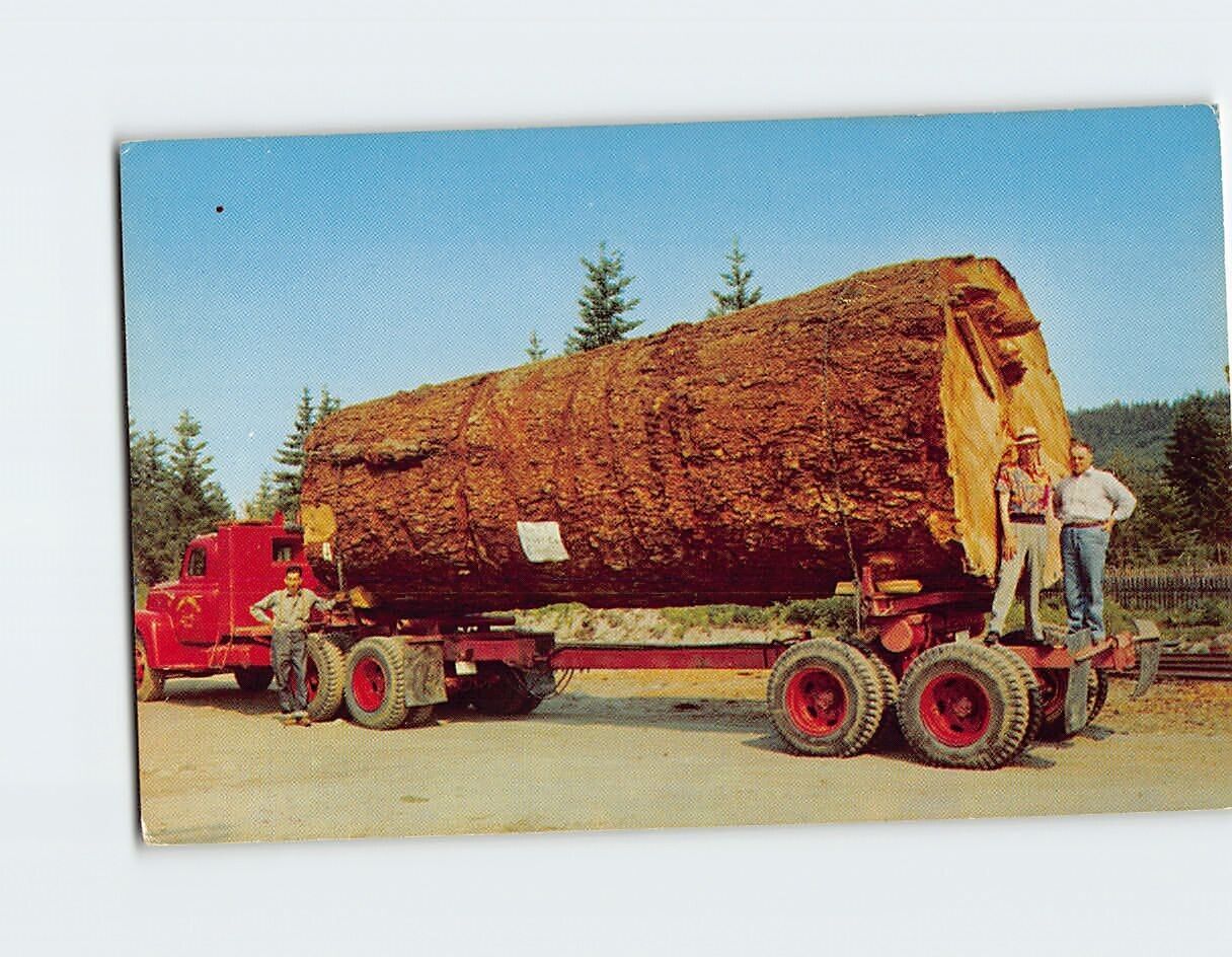 Postcard Giant Fir Log USA