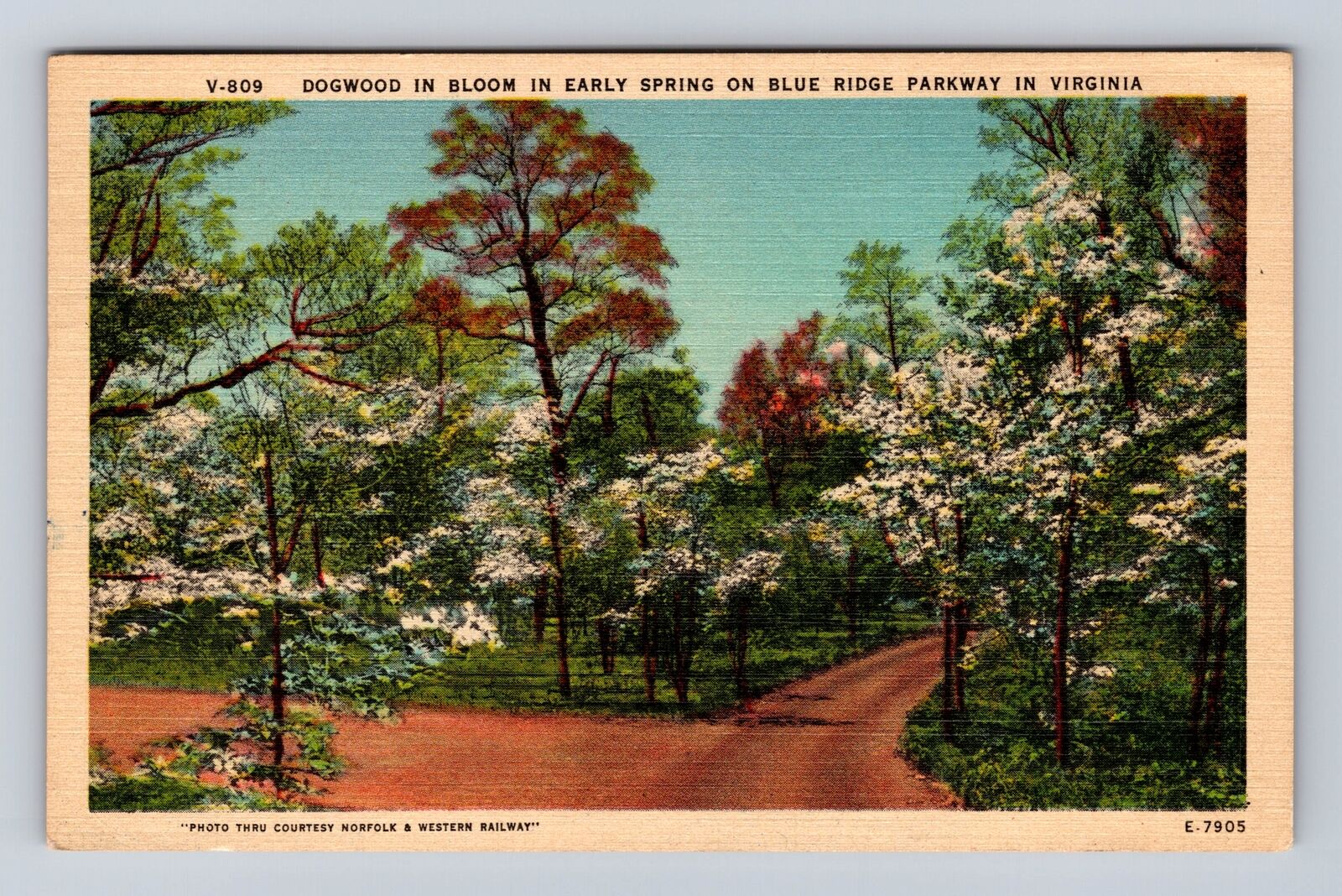 VA-Virginia, Dogwood In Bloom, Antique, Vintage c1950 Souvenir Postcard