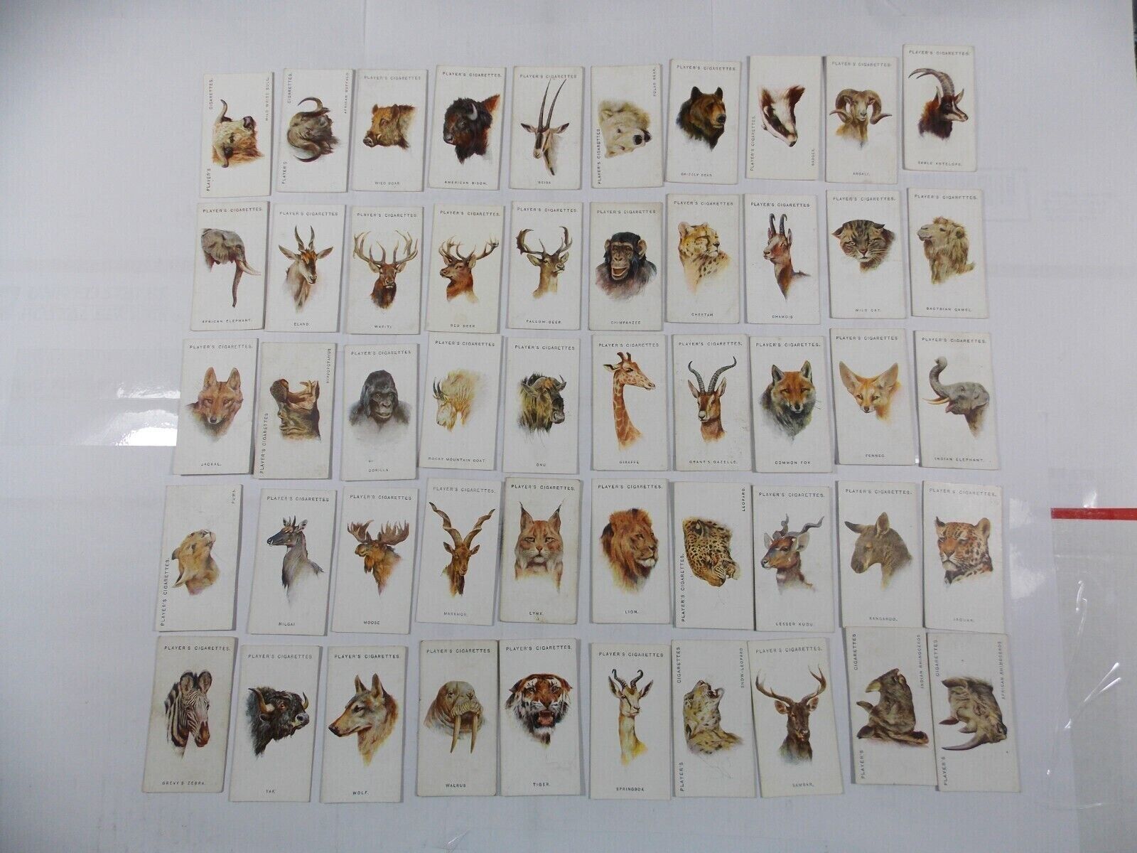Players Cigarette Cards Wild Animals Heads 1931 Complete Set 50