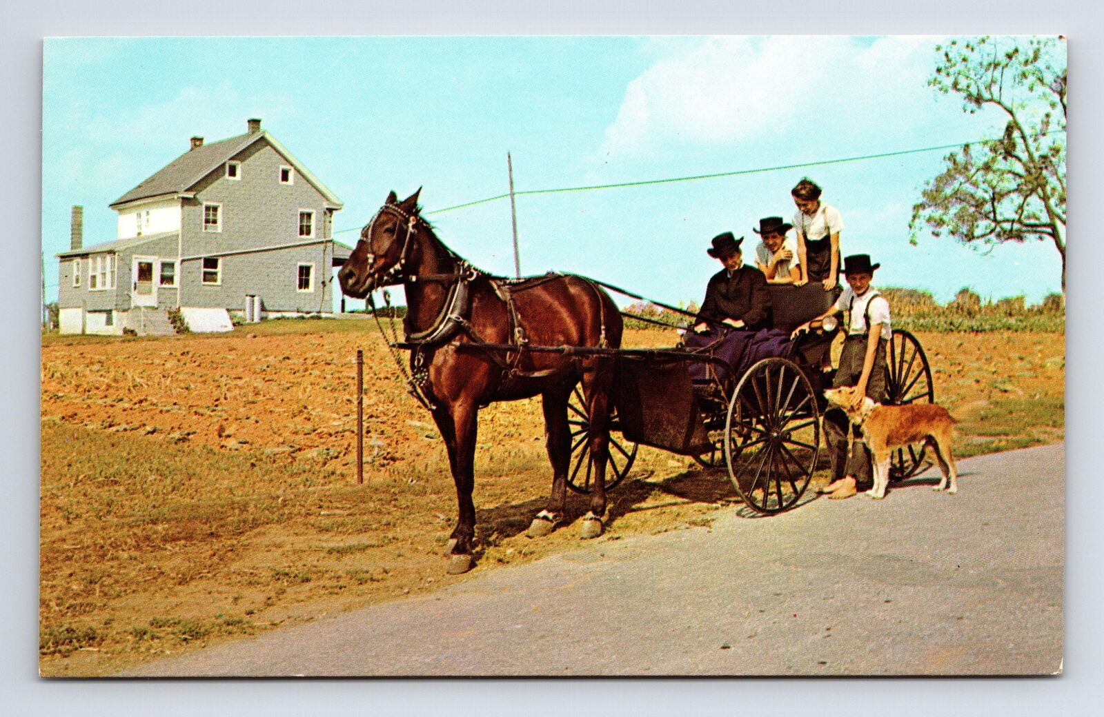 Ohio Amish Children Boys Girl Dog Horse Buggy Ohio OH Chrome Postcard