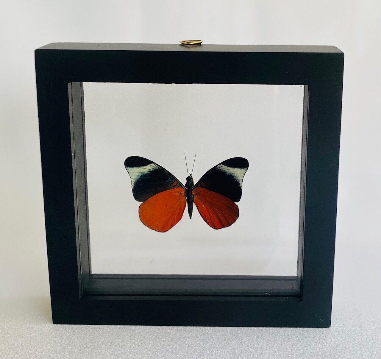 Framed butterfly - Worldwide Insects - The Red Flasher (Panacea Prola) - 5x5 