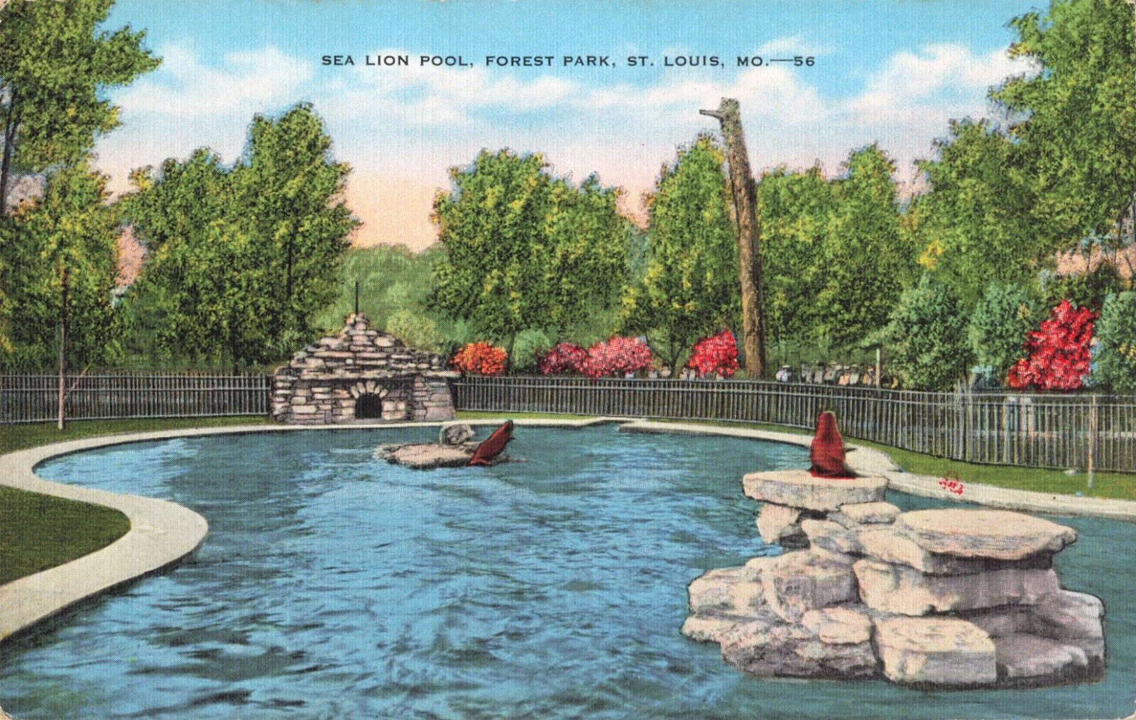 St. Louis MO Missouri, St. Louis Zoo Sea Lion Pool Forest Park, Vintage Postcard
