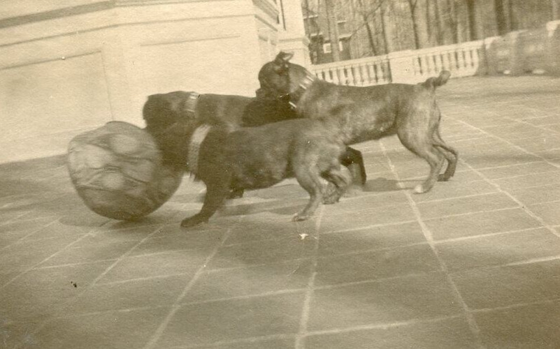 ZZ772 Original Vintage Photo BOSTON TERRIERS FRENCH BULLDOGS PLAYING c 1900's