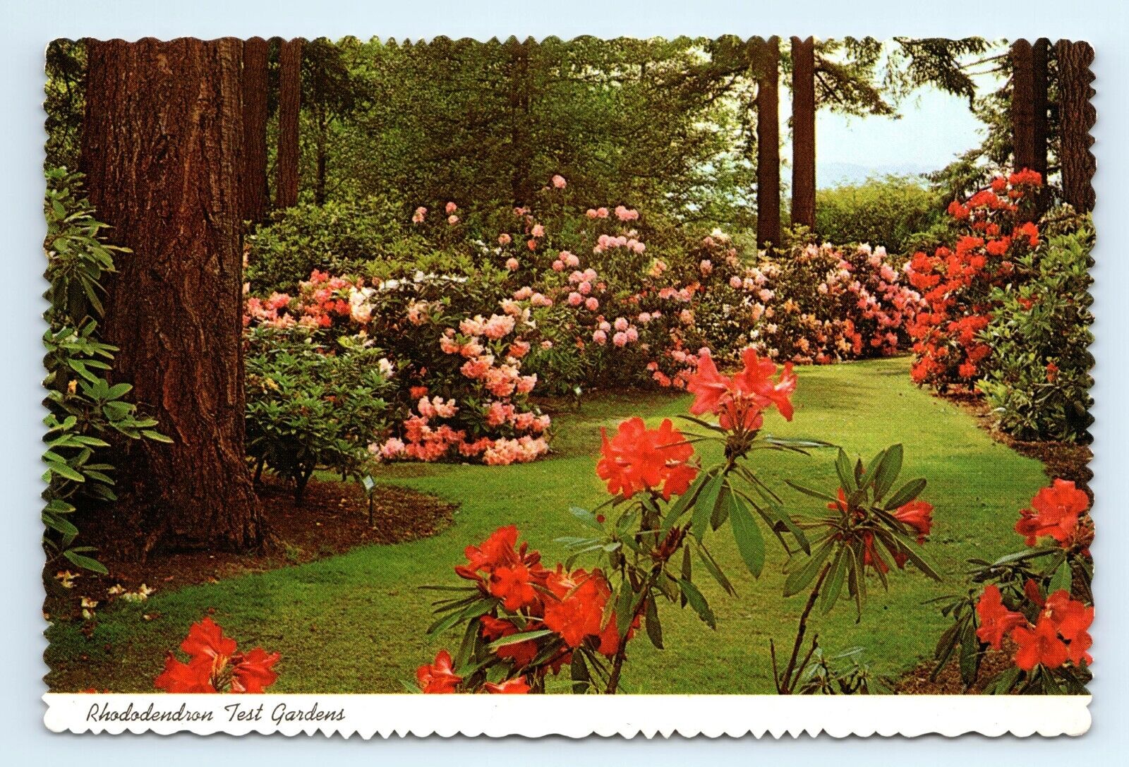 Rhododendron Test Gardens Flowers Portland OR Postcard