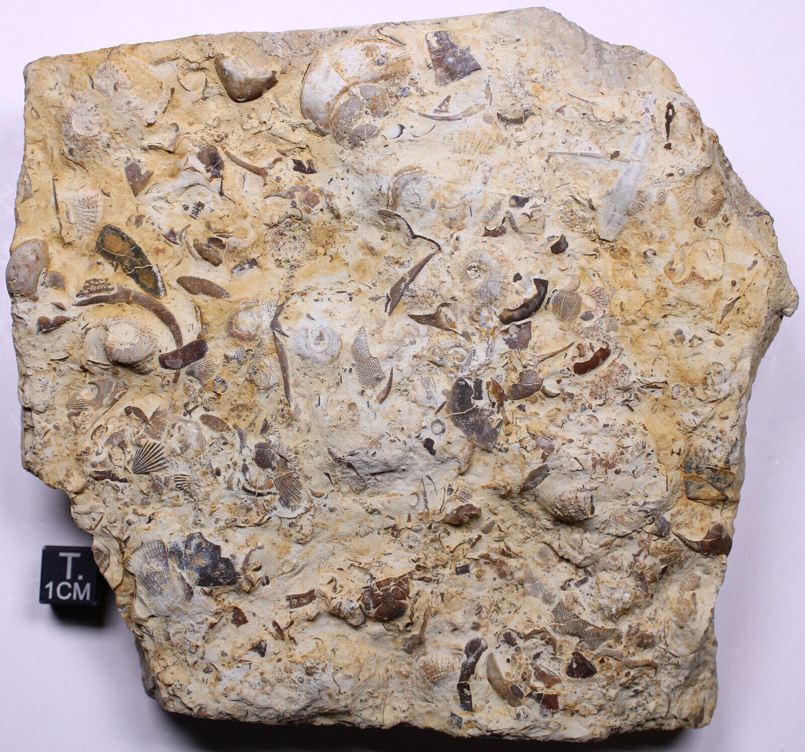 Stunning Ordovician Sea Floor Plate Trilobites Brachiopods Platteville Wisconsin