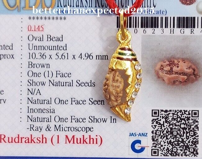 Rare 1 Mukhi Rudraksha / One Face Rudraksh Java Bead Size 10-12 MM Lab Certified