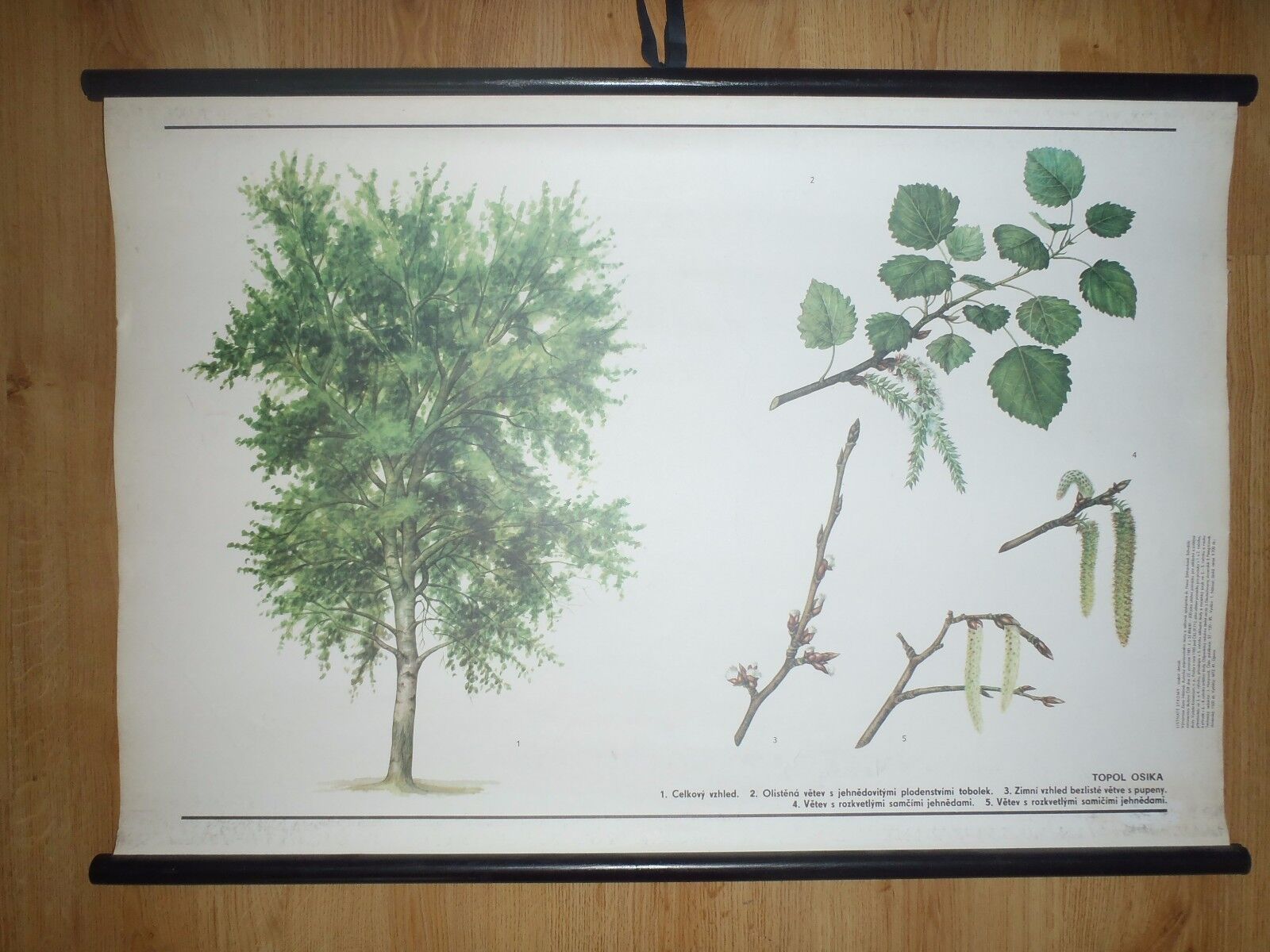 Original vintage pull down school chart of tree European aspen