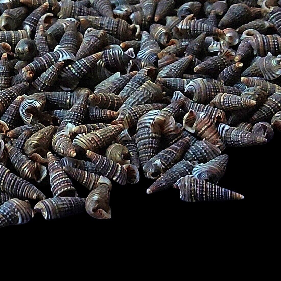 Tiny Spiral Black Spotted Natural Shell For Crafts Art Decor approx. 1000 Pcs