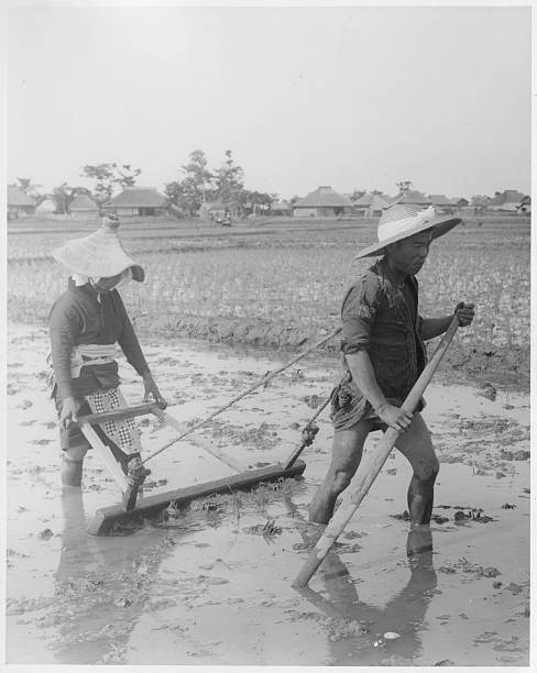 Harrowing The Mud Of The Rice Fields, A Japanese Man Draws The Harro - Old Photo