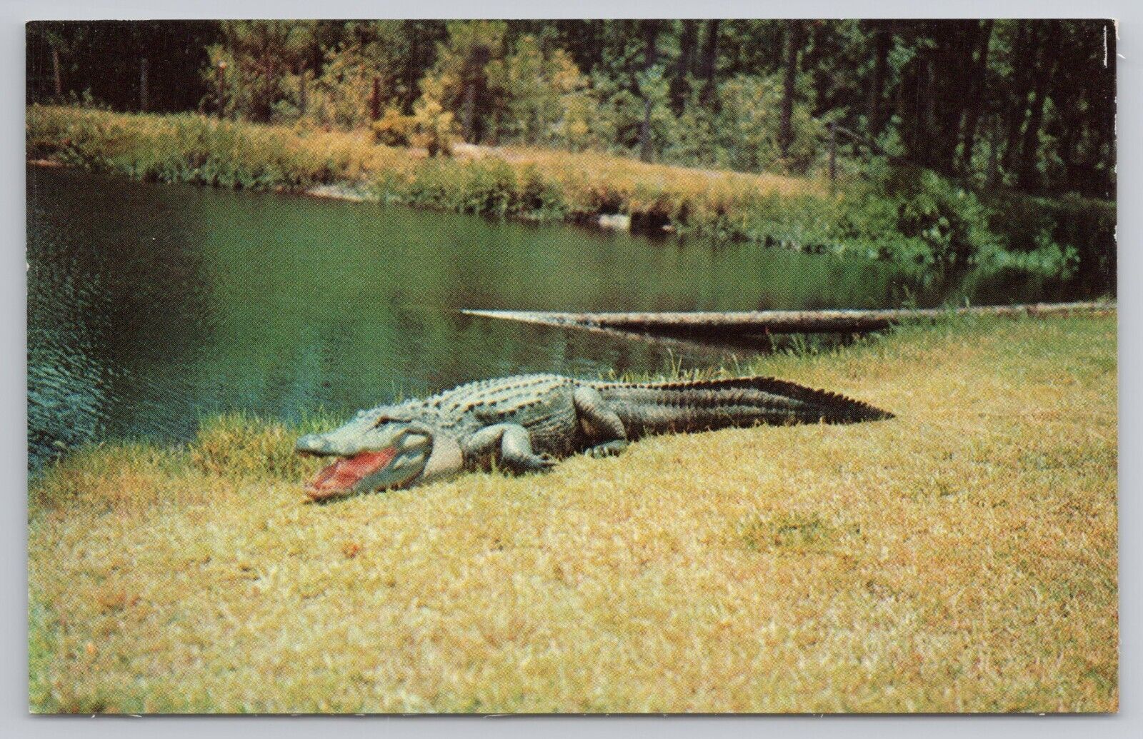Okefenokee Swamp Park Huge Alligators Wildlife Waycross Georgia Vintage Postcard