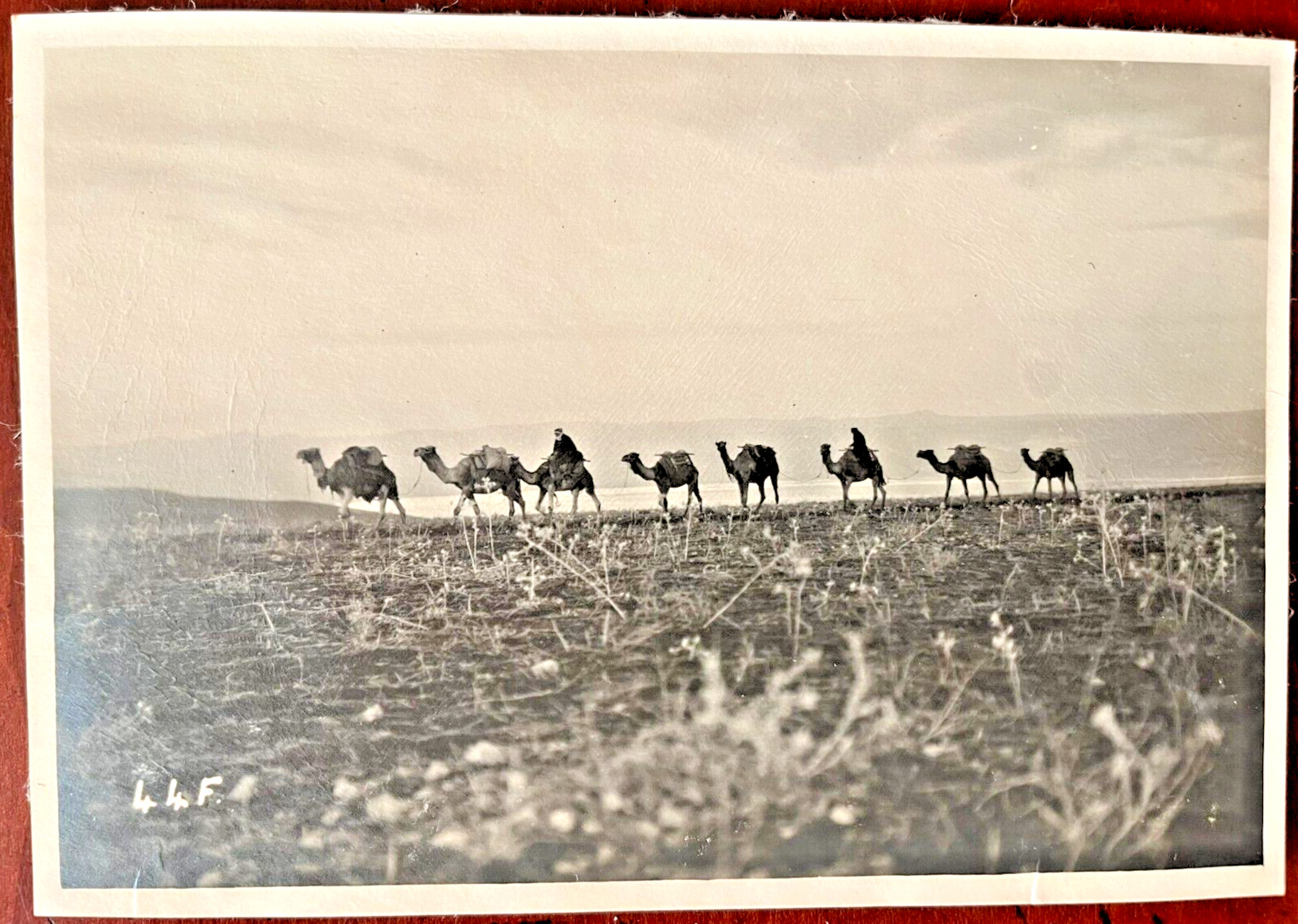 Antique Photograph of a Camel Caravan, 6.25\
