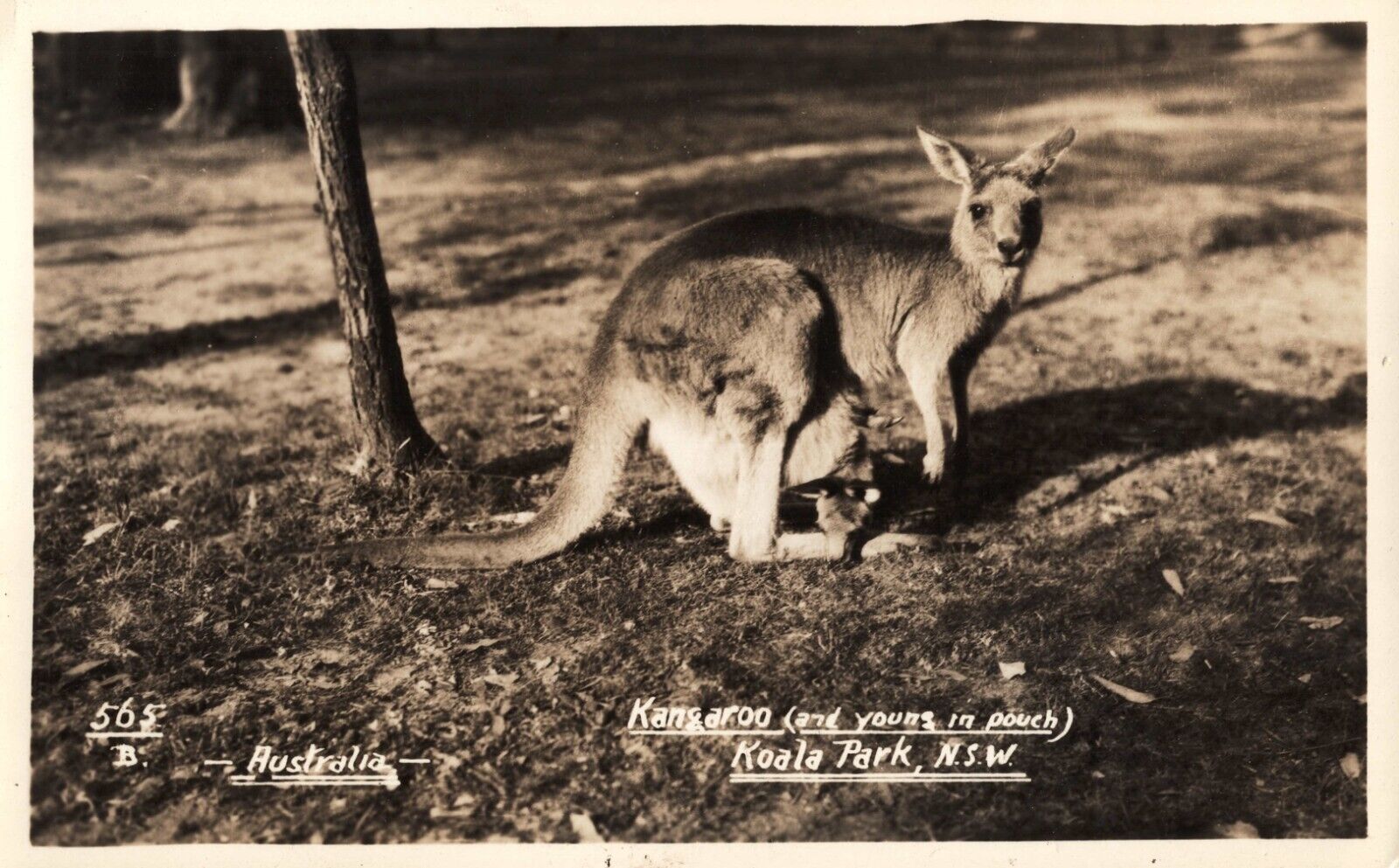 Australia Kangaroo and Young in Pouch RPPC Vintage Postcard