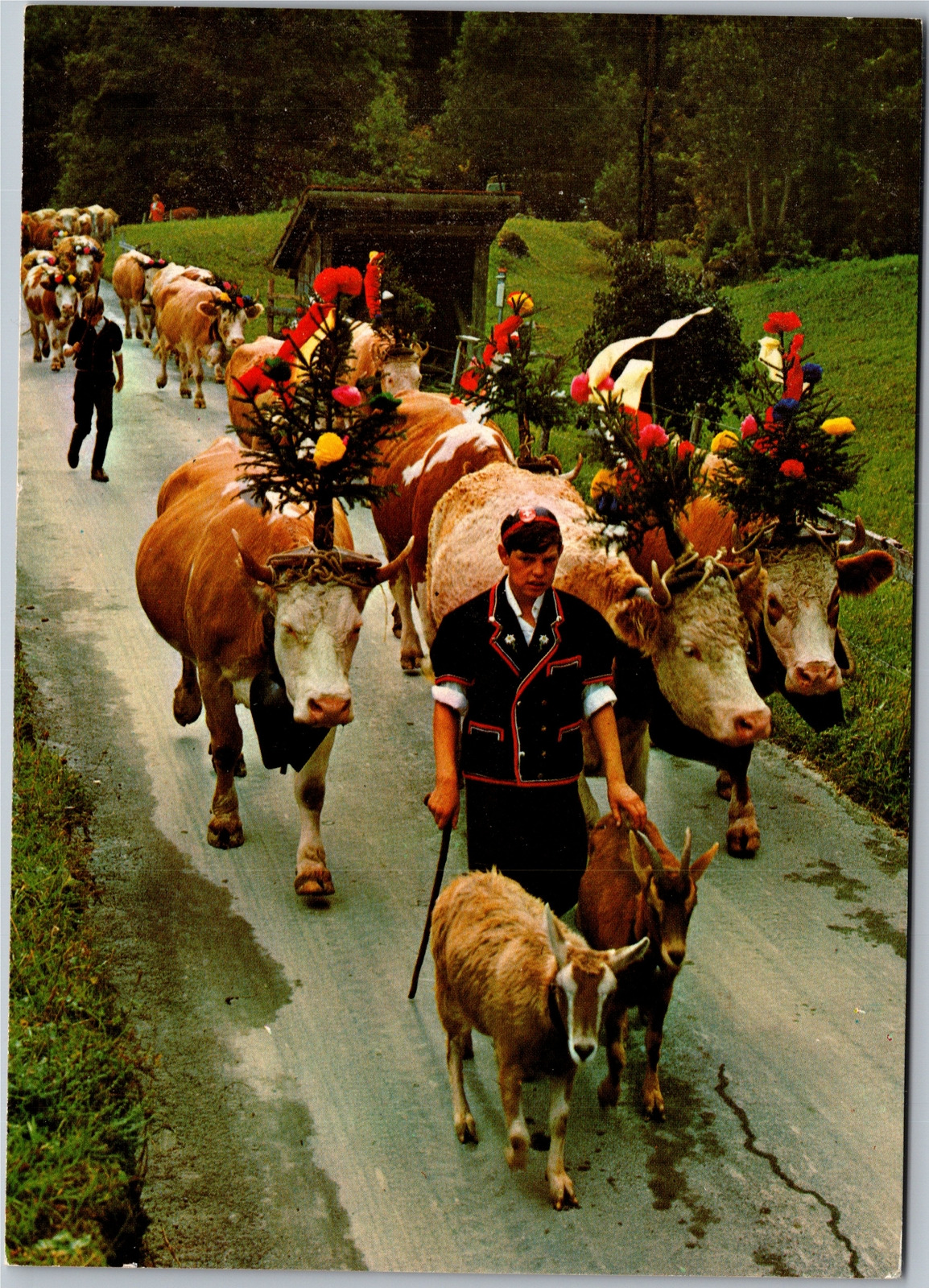 Postcard Switzerland Alpine Descent - walking cows and goats