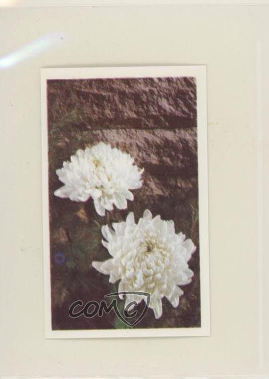 1972 Trucards Flowers Chrysanthemum (Chrysanthemum) #23 z6d