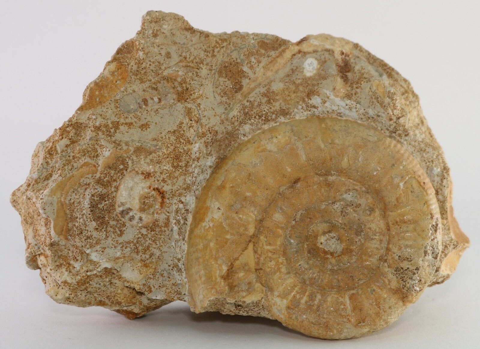 Fossil Awesome Ammonite &Shells Old Find Belmont Alsace Region France COA 2883