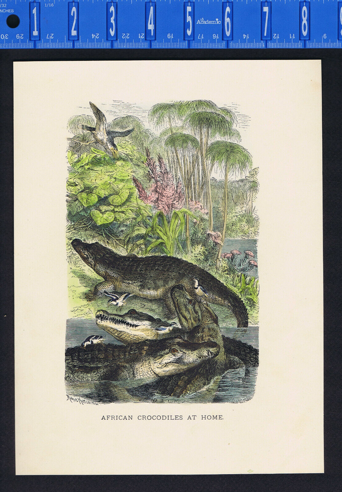 African Crocodiles at Home in River-1898 Prang-Wood Chromolithograph Selmar Hess
