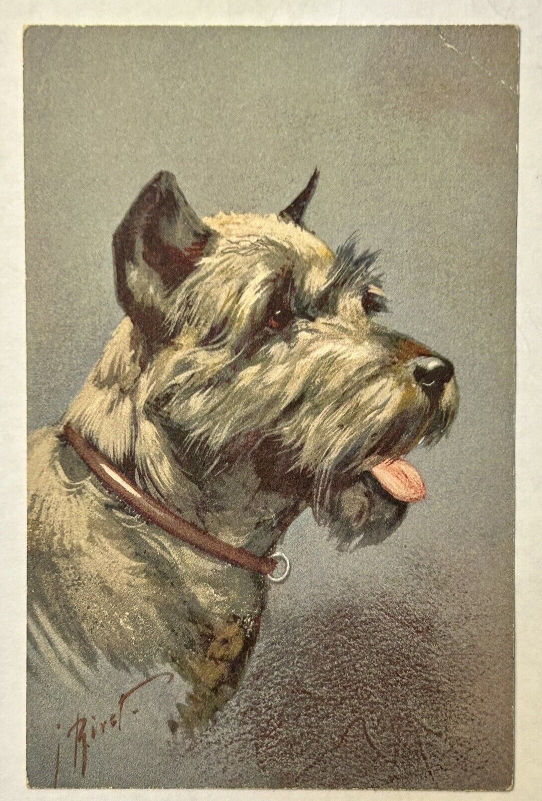 Scottish Terrier Vintage Dog Postcard Early 1900S ￼