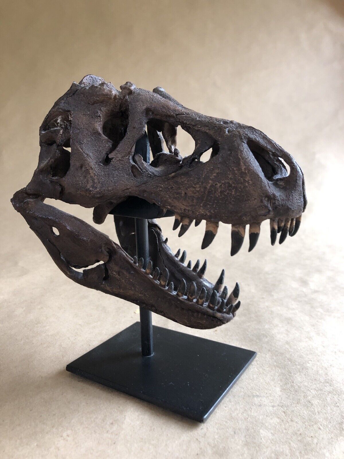 Bone Clones T-Rex Skull Fossil replica Tyrannosaurus Jurassic Dinosaur Sideshow