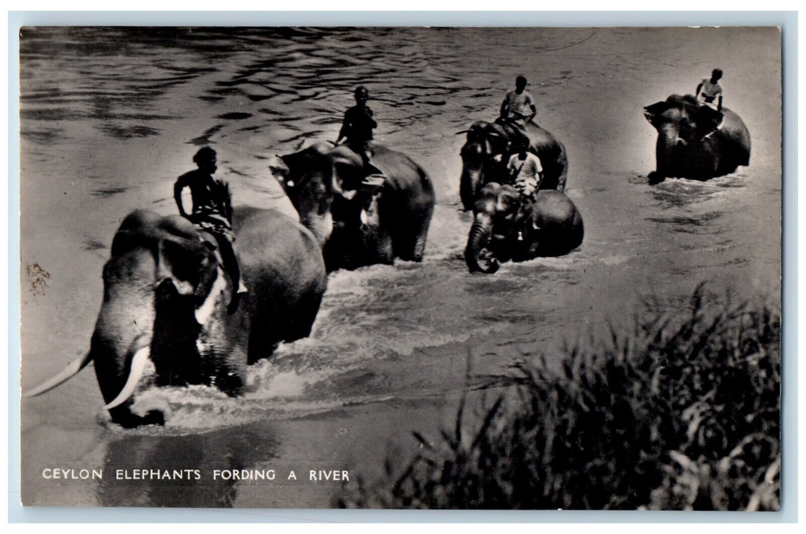 Sri Lanka Postcard Ceylon Elephants Fording a River c1920\'s RPPC Photo