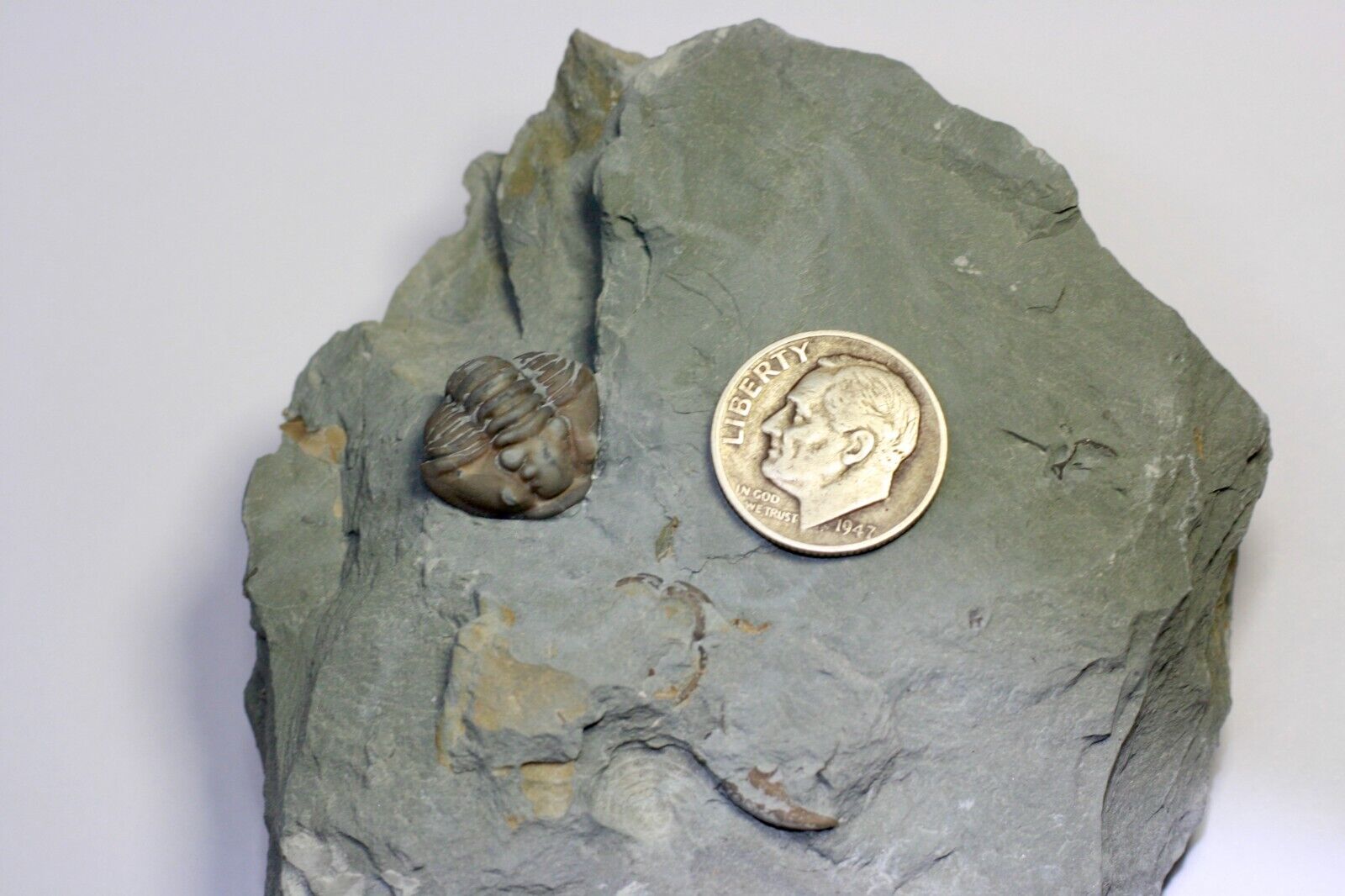 Trilobite Flexicalymene retrorsa from Brown County, Ohio