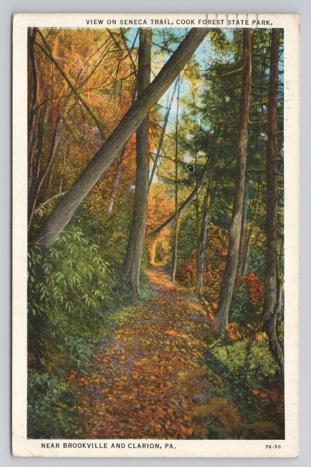 Postcard View On Seneca Trail Cook Forest State Park Pennsylvania 1942