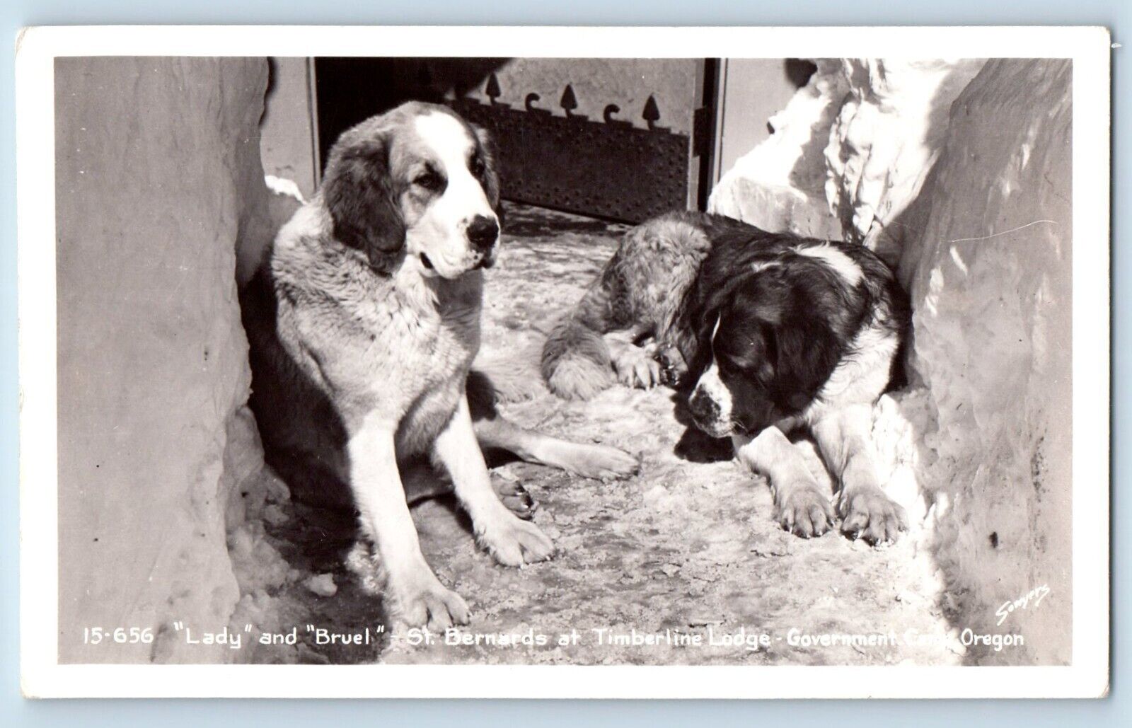 Oregon OR Postcard RPPC Photo Lady And Bruel St. Bernards At Timberland Lodge