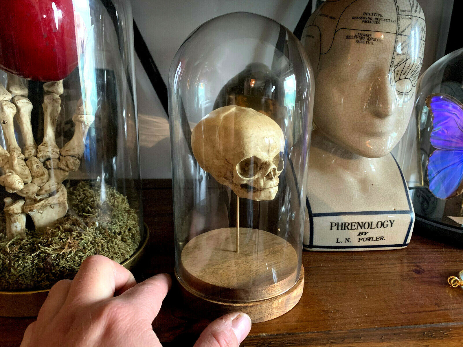 Oddities/Cabinet Of Curiosities/Replica Skull Foetus Human under / Below Globe