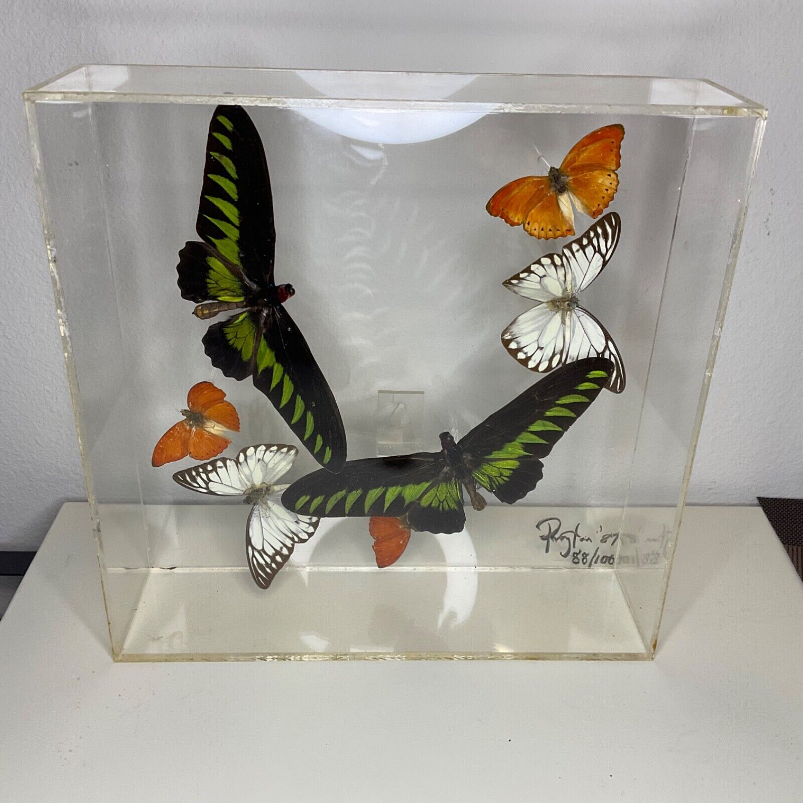 Vintage Paul Purington 1987 Signed 7 Mounted Butterflies in Lucid Box 88/100 4a