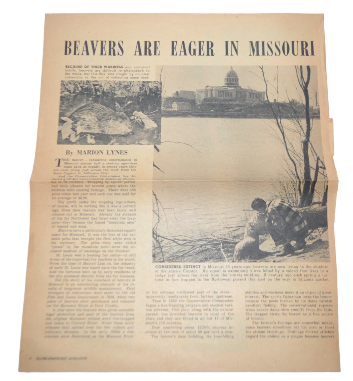Vtg Newspaper Article Beaver with Missouri State Capital Globe Democrat Nov 1953