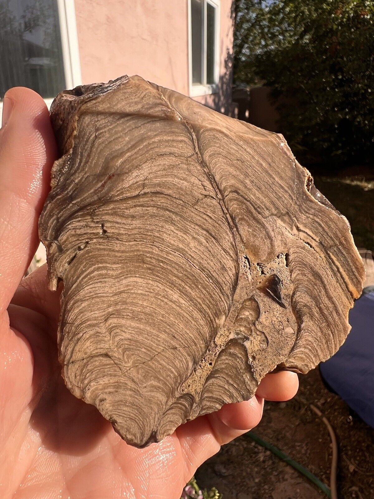 Natural Utah Stromatolite-Rough/Slab W7