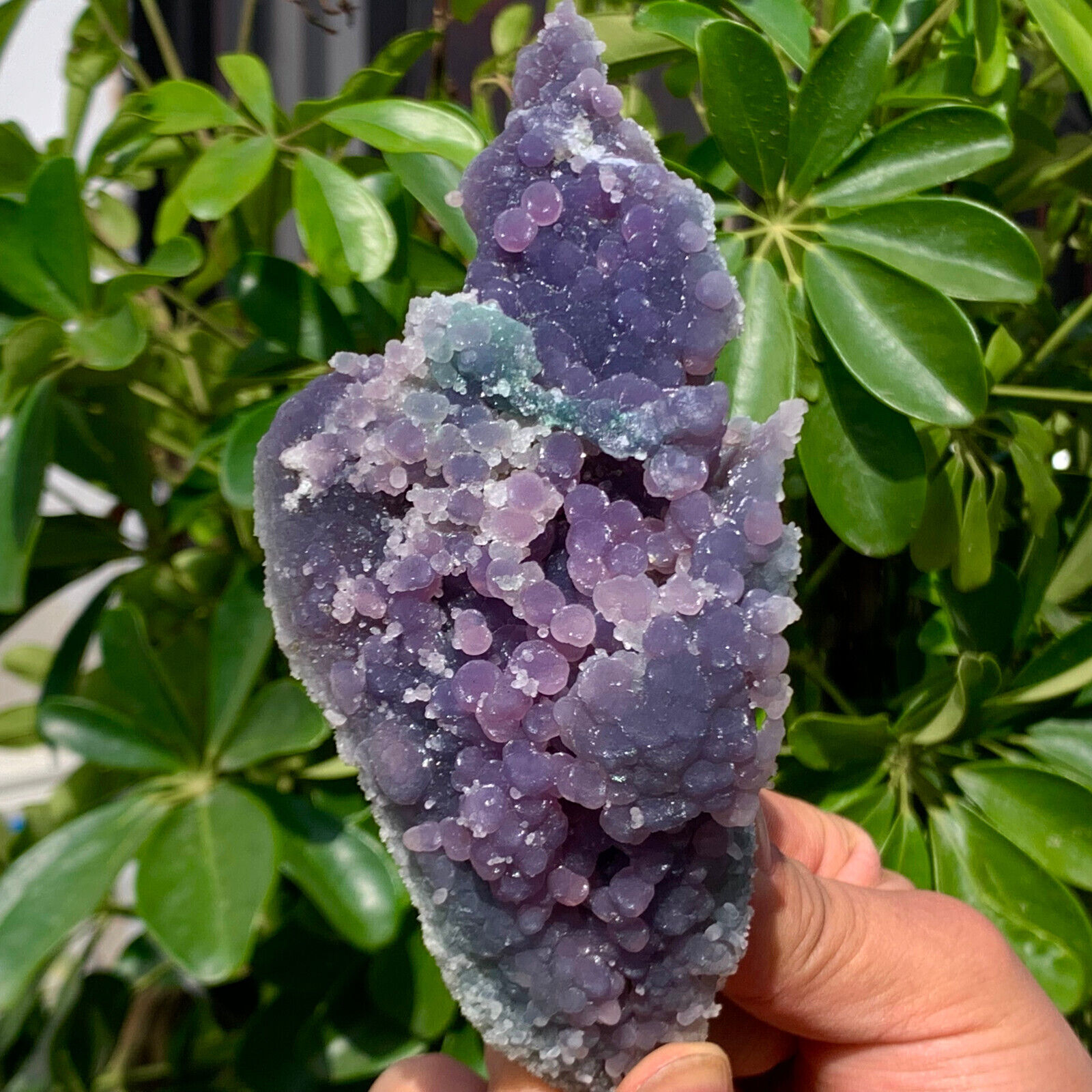 430G Natural Grape Agate Chalcedony Crystal Mineral Sample