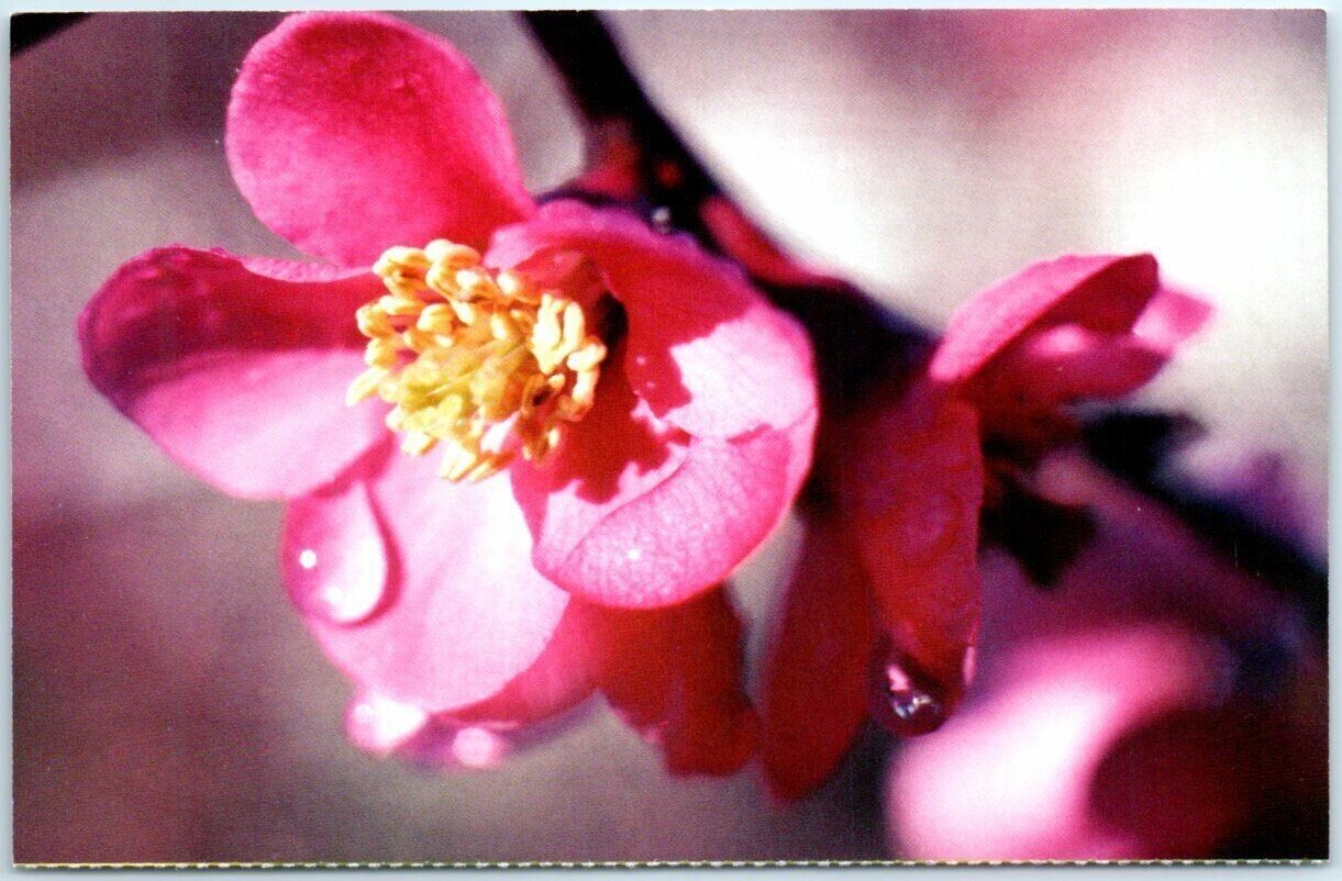 Postcard Flower Blossom