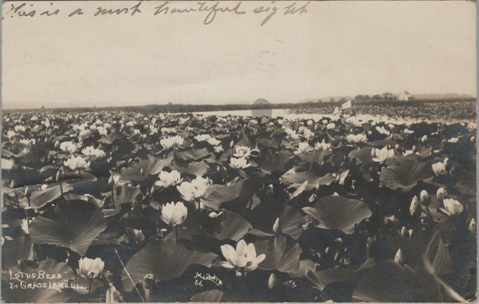 RPPC 1911 Lotus Bed Grass Lake Illinois IL photo postcard F852