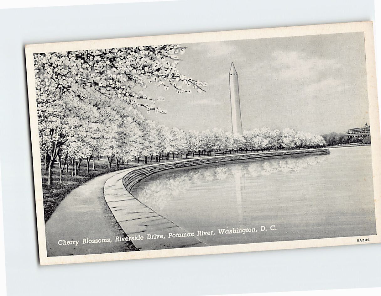 Postcard Washington Monument Cherry Blossoms Riverside Drive Washington DC USA