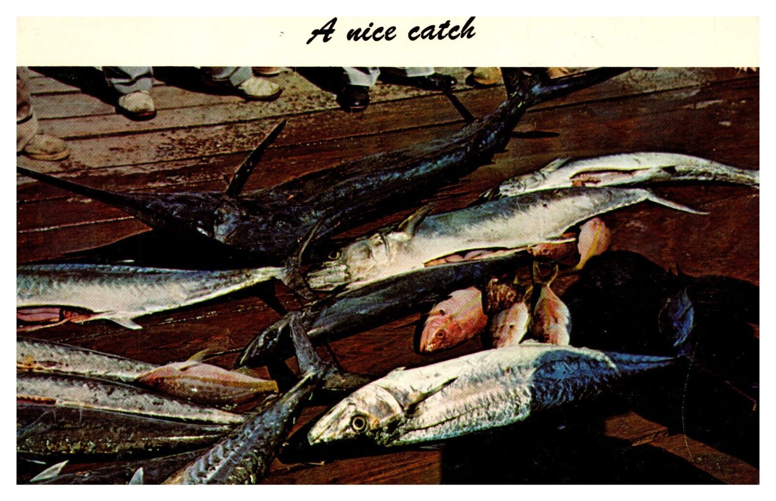 postcard Variety of nice fish caught A2500