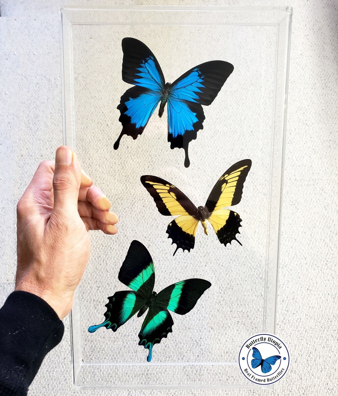 Real 3D Framed Butterflies: 3 Swallowtail Butterflies- Acrylic Frame