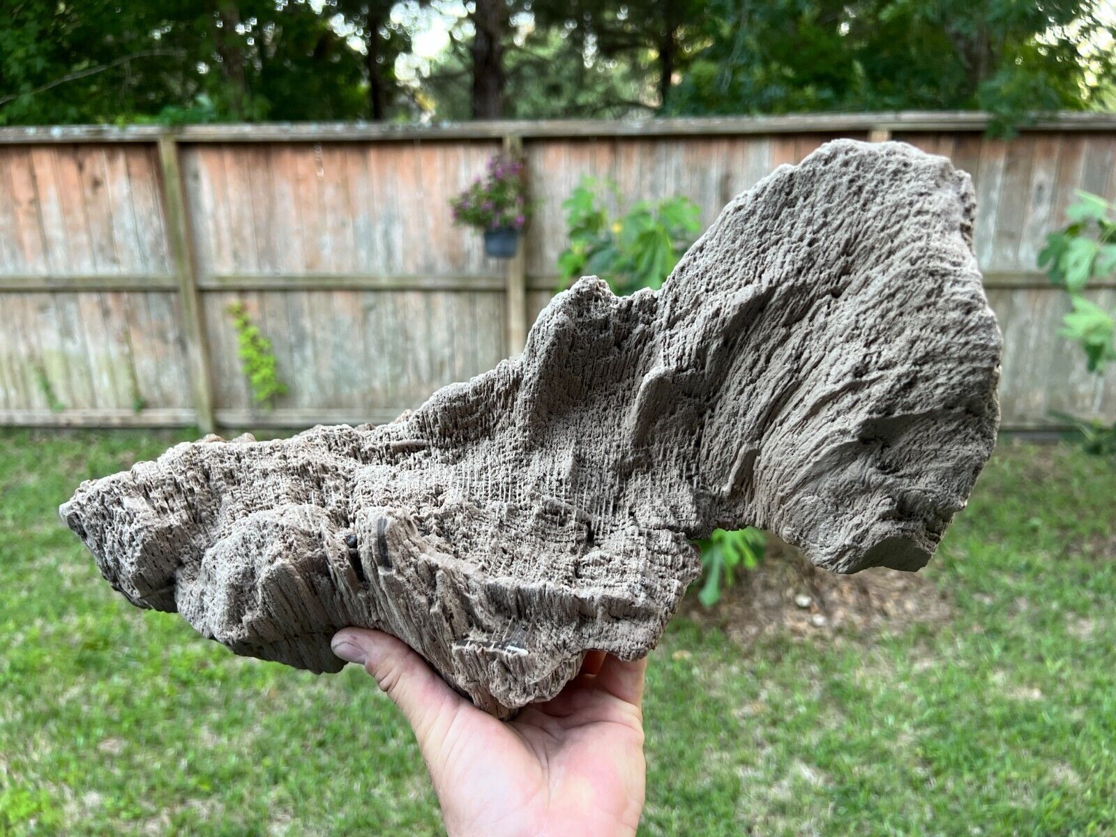 Rare Texas Live Oak Petrified Wood Rotted Log End 8x9 Natural Tree Fossil