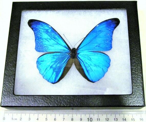 Morpho cacica REAL FRAMED BUTTERFLY BLUE PERU