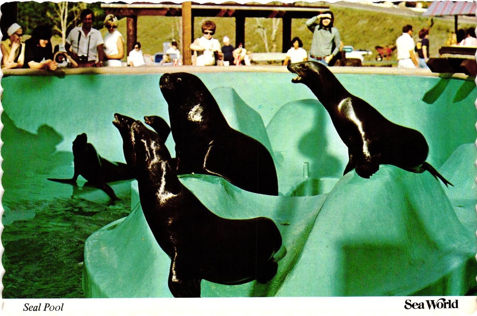 Vintage Postcard 4x6- Seal Pool, Sea World.