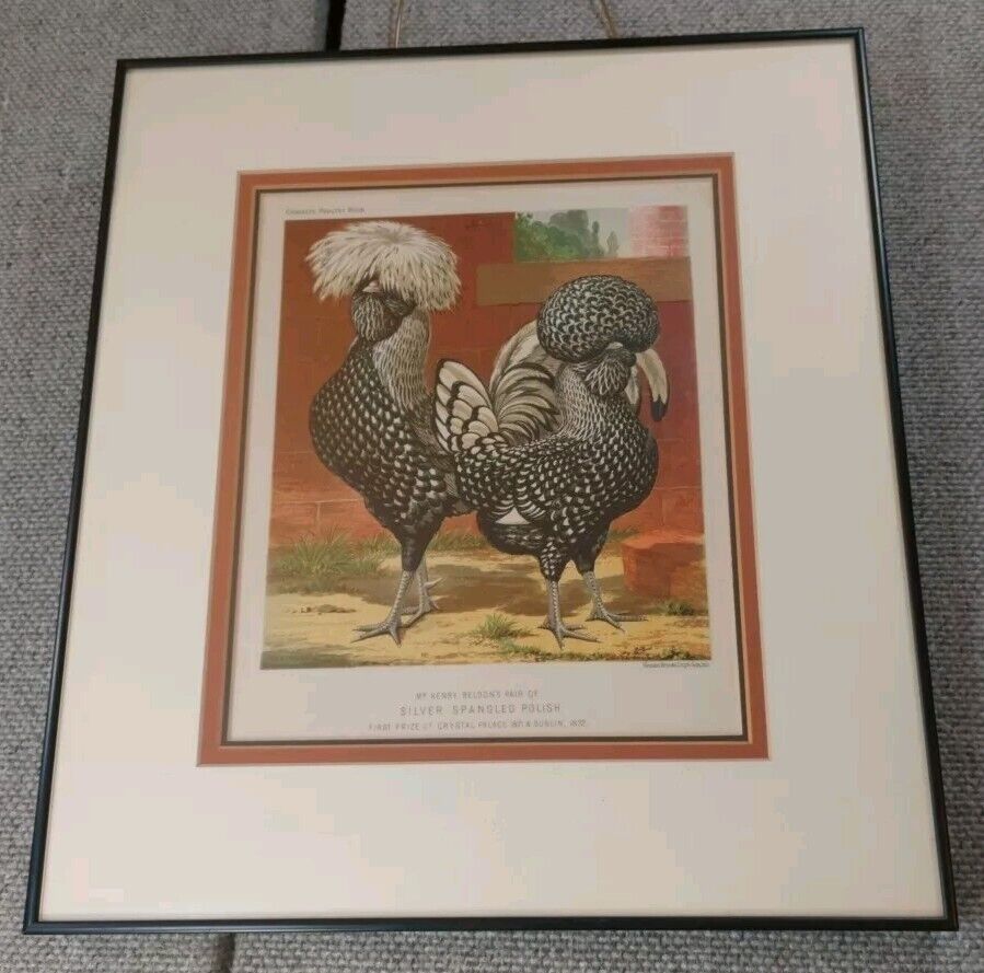 Framed Cassell’s Poultry Book, 1886 “Silver Spangled Polish” Chromolithograph