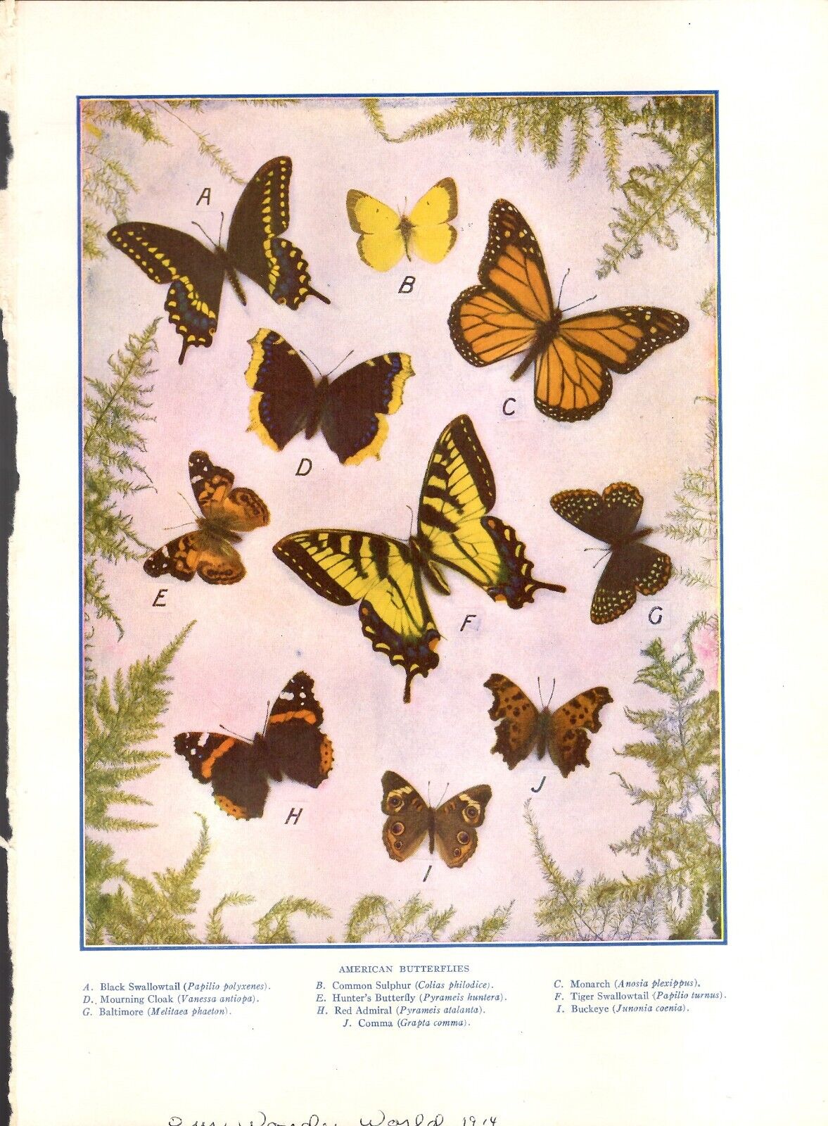 Illustration American Butterflies 1914